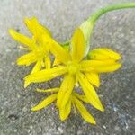 Allium moly Blüte