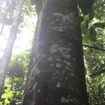 Cyrtogonone argentea Rinde
