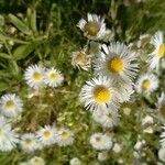 Erigeron annuus പുഷ്പം