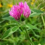 Trifolium hirtum 花