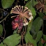 Marcgravia nepenthoides Other