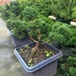 Juniperus chinensis Листок