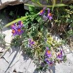 Linaria alpina Kwiat