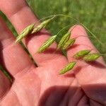 Bromus commutatus Fruit