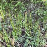 Equisetum laevigatum পাতা