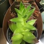 Crassula capitella पत्ता