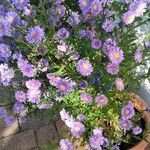 Symphyotrichum × versicolor Çiçek