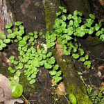 Adiantum jordanii Celota