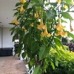 Brugmansia suaveolens Pokrój