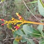 Palicourea rigida Flower