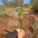 Bursaria spinosa Blad