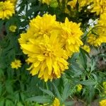 Rudbeckia laciniata Flor