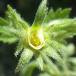 Geum heterocarpum Blomma