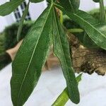 Crescentia alata Hoja