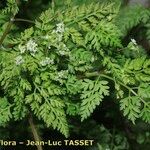 Anthriscus caucalis Flors