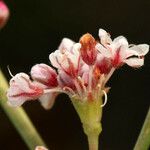 Eriogonum elatum फूल