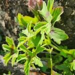 Pelargonium multibracteatum Blatt
