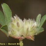 Trifolium saxatile Frucht