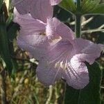 Bignonia callistegioides 花