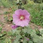 Alcea roseaFlower