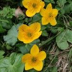 Caltha palustris花