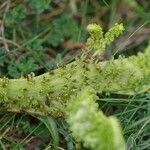 Beta vulgaris Flower