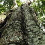 Gilletiodendron kisantuense Bark