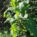 Scrophularia scorodonia Leaf
