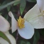 Begonia dregei Flower