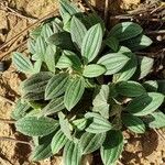 Tuberaria lignosa Blatt