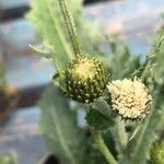 Cirsium rivulare Blüte