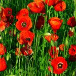 Papaver rhoeas Flower