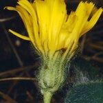Hieracium bicknellianum