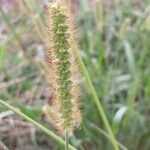 Setaria pumilaFruit