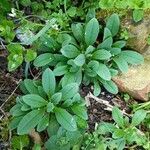 Myosotis alpestris Blad