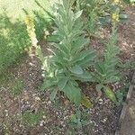 Verbascum olympicum Leht