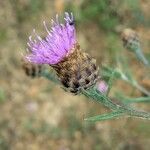 Centaurea decipiens Blodyn