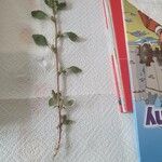 Amaranthus retroflexus Levél