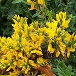 Genista tinctoria Квітка