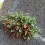 Asplenium ruta-muraria Агульны выгляд