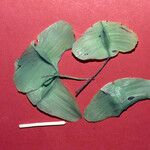 Terminalia guyanensis Fruit