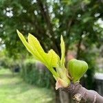 Ficus carica Fruit