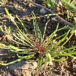 Ranunculus minimus Habit