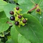 Hypericum androsaemum Drugo