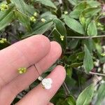 Tradescantia fluminensisBlüte