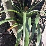 Tillandsia ponderosaLevél