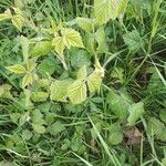 Rubus fruticosus Blatt