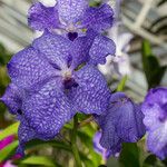 Vanda coerulescens Flor