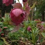 Helleborus orientalis Blüte