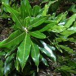 Quercus salicifolia Leaf